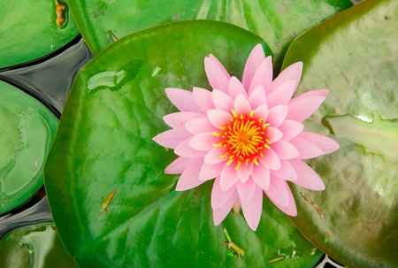 PInk Lotus on the Riverの写真素材