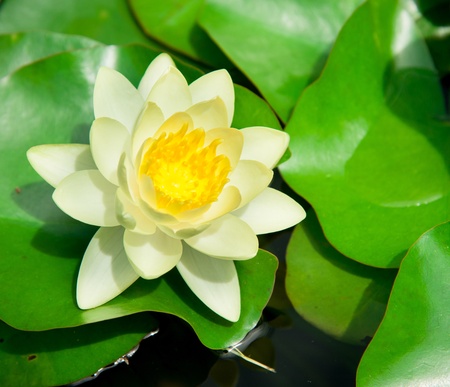 Yellow lotus blooming in the pond.の写真素材