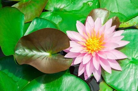 PInk Lotus on the Riverの写真素材