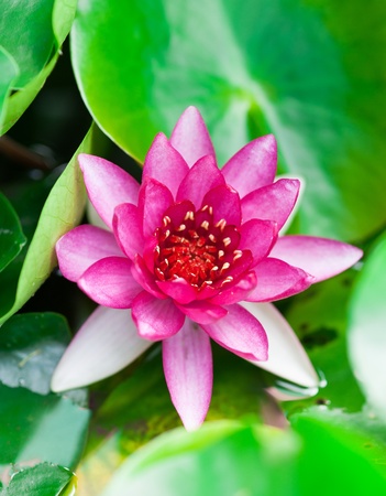 PInk Lotus on the Riverの写真素材