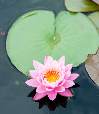 PInk Lotus on the Riverの写真素材
