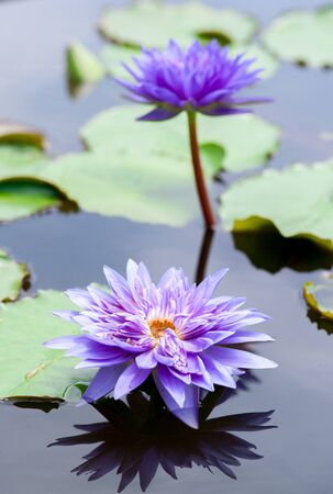 Close up of beautiful purple lotus blossom in poolの写真素材