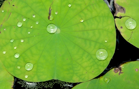 lotus leaf with water dropの写真素材