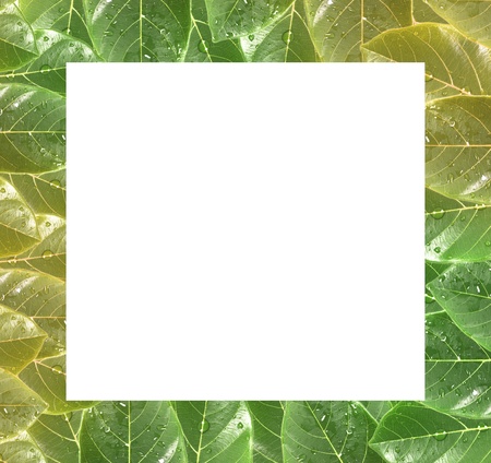 Green leaves border over whiteの写真素材