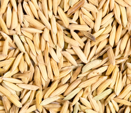Paddy riceの写真素材