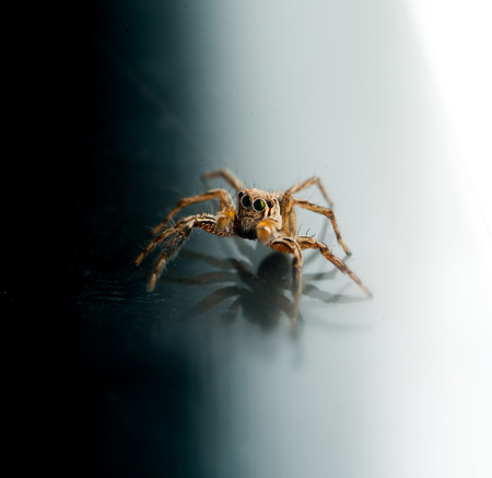Jumping spider Evarcha arcuataの写真素材