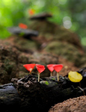 Fungi cup red mushroom cup mushroom or champagne mushrooms thailandの写真素材