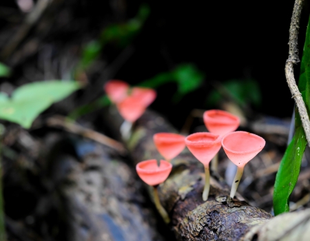 Fungi cup red mushroom cup mushroom or champagne mushrooms thailandの写真素材