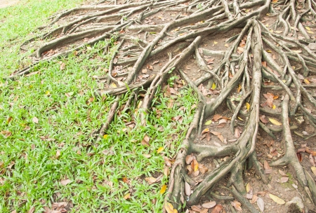 Banyan tree trunk roots in Thailandの写真素材