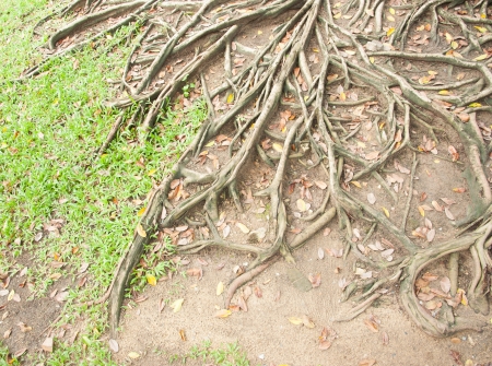 Banyan tree trunk roots in Thailandの写真素材