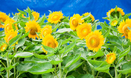 Blooming field of sunflowers on blueの写真素材