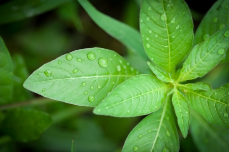 Beautiful green leaf with drops of waterの写真素材