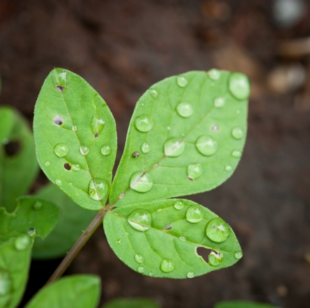 Beautiful green leaf with drops of waterの写真素材
