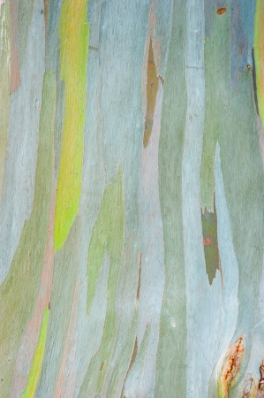 Abstract painting by eucalyptus tree barkの写真素材