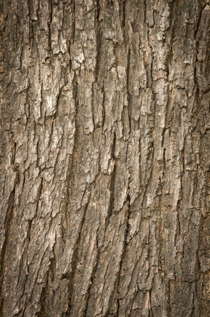 bark of tree textureの写真素材