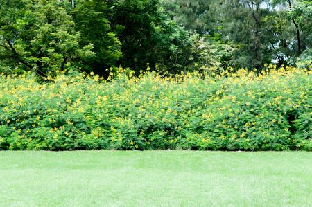 Yellow  flowers on meadowの写真素材