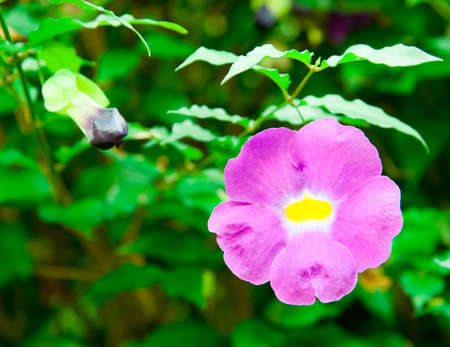 Purple Allamanda Flowerの写真素材