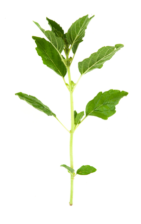 Fresh basil Isolated on whiteの写真素材
