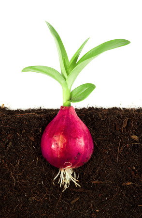 Spring onions in soilの写真素材