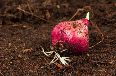 Spring onions in soilの写真素材