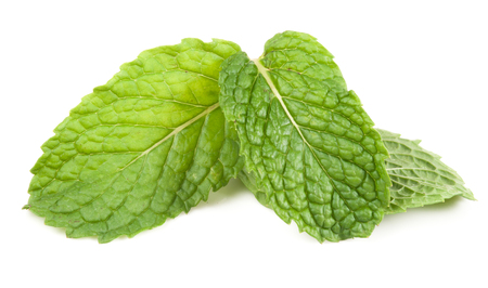 fresh mint leaves isolated on white background. Studio macroの写真素材