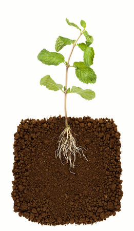 Organic Mint Herb Isolatedの写真素材