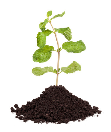 Organic Mint Herb Isolatedの写真素材