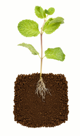 Organic Mint Herb Isolatedの写真素材