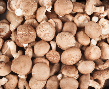 Shiitake mushrooms (Lentinula edodes).の写真素材