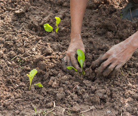 hands planting a seedling into soilの写真素材