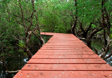 Wood Boardwalks mangrove forestの写真素材