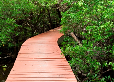 Wood Boardwalks mangrove forestの写真素材