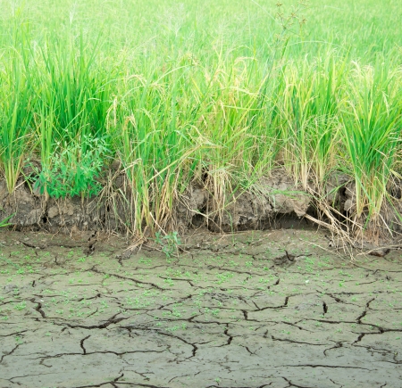 Green rice seedlings on the dry soil cracksの写真素材