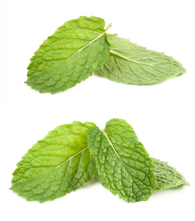 fresh mint leaves isolated on white background. Studio macroの写真素材
