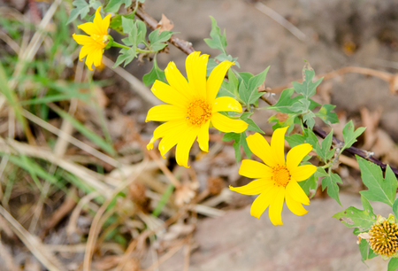 Yellow flower backgroundの写真素材