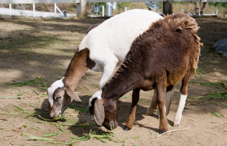 goats feeding on the farmの写真素材