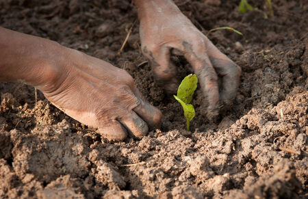 hands planting a seedling into soilの写真素材