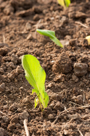 Crops planted in rich soil get ripe under the sun fastの写真素材