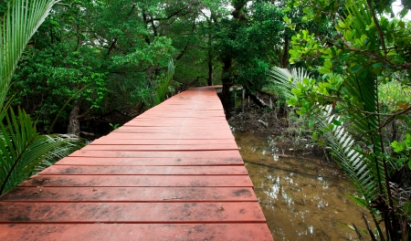 Wood Boardwalks mangrove forestの写真素材
