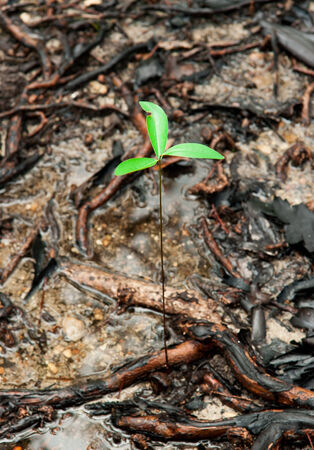 Mangrove forest at beach in Asiaの写真素材