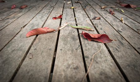 wood background leaf close-up textureの写真素材
