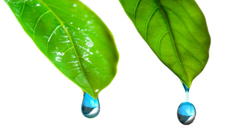 drop of water on a green leafの写真素材