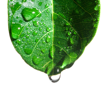 water drop and green leafの写真素材
