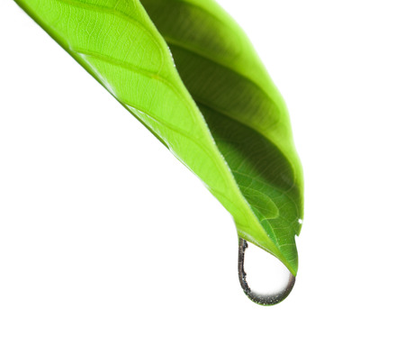 water drop and green leafの写真素材