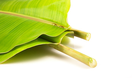 Banana Leaves Backgroundの写真素材
