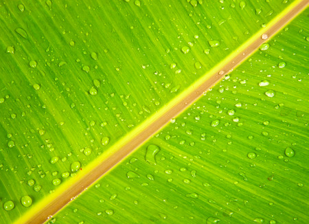 Banana leaf close-upの写真素材