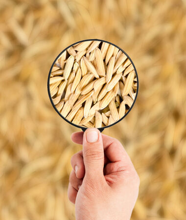 rice paddy with Magnifying glassの写真素材