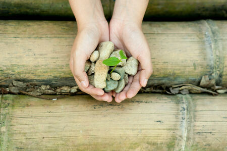 Young woman holding young plant in her handsの写真素材