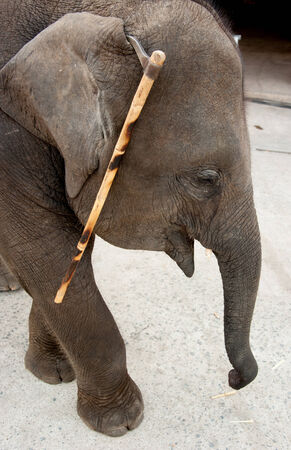 Close up view of Asian elephant's head photographed in jungle setting of Thailand.の写真素材