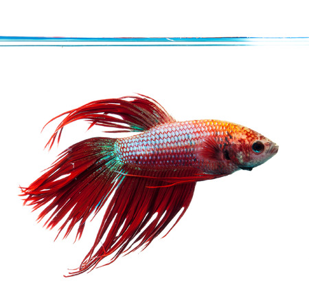 Red crown tail siamese fighting fish, betta splendens.
